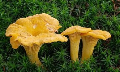 Azeriak gizakiaren gorputzean parasitoen aurka