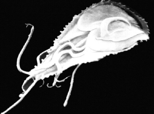 Giardia protozoo flagelatutako parasitoa da. 