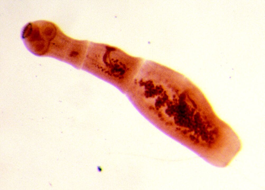 Echinococus